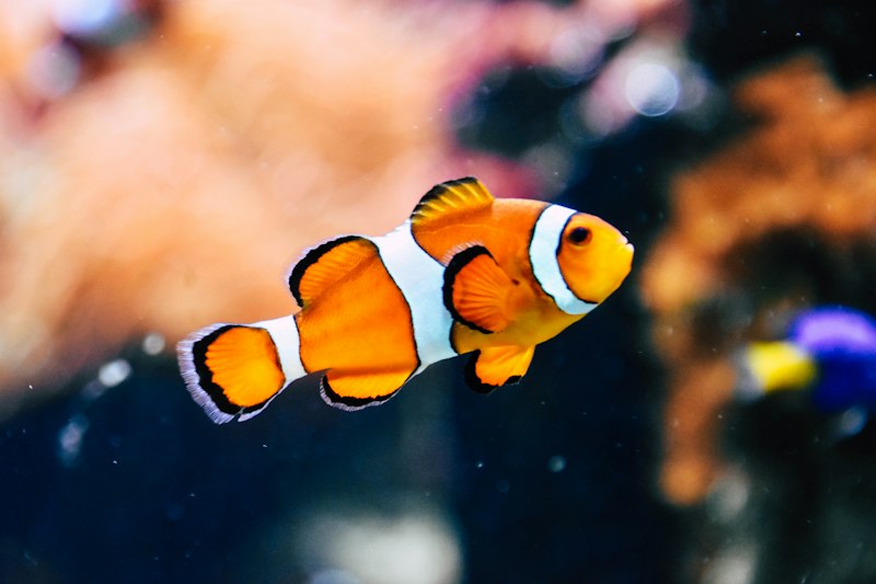 Pemancingan Galatama Ikan Mas Babon