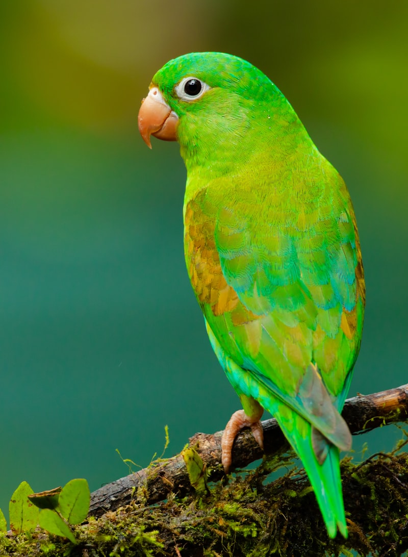 Lomba Burung Murai Batu Gantangan